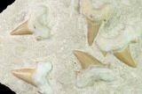 Fossil Mackeral Shark (Otodus) Teeth - Composite Plate #137335-1